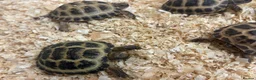 Mixed Breed reptiles for sale: Baby Horsefield in Swindon - Advert 2