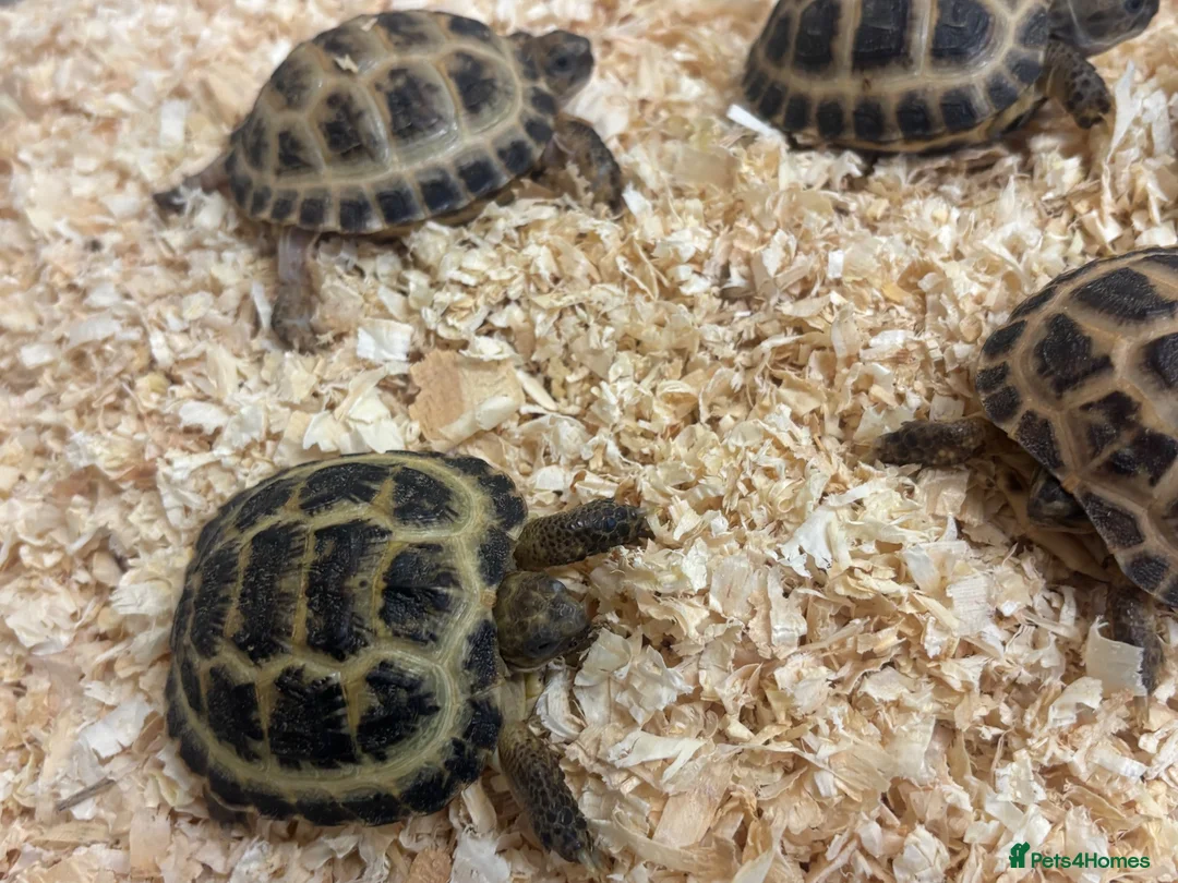 Mixed Breed reptiles for sale: Baby Horsefield in Swindon - Advert 2