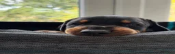 Dobermann dogs for sale: European Doberman puppies! - Advert 11