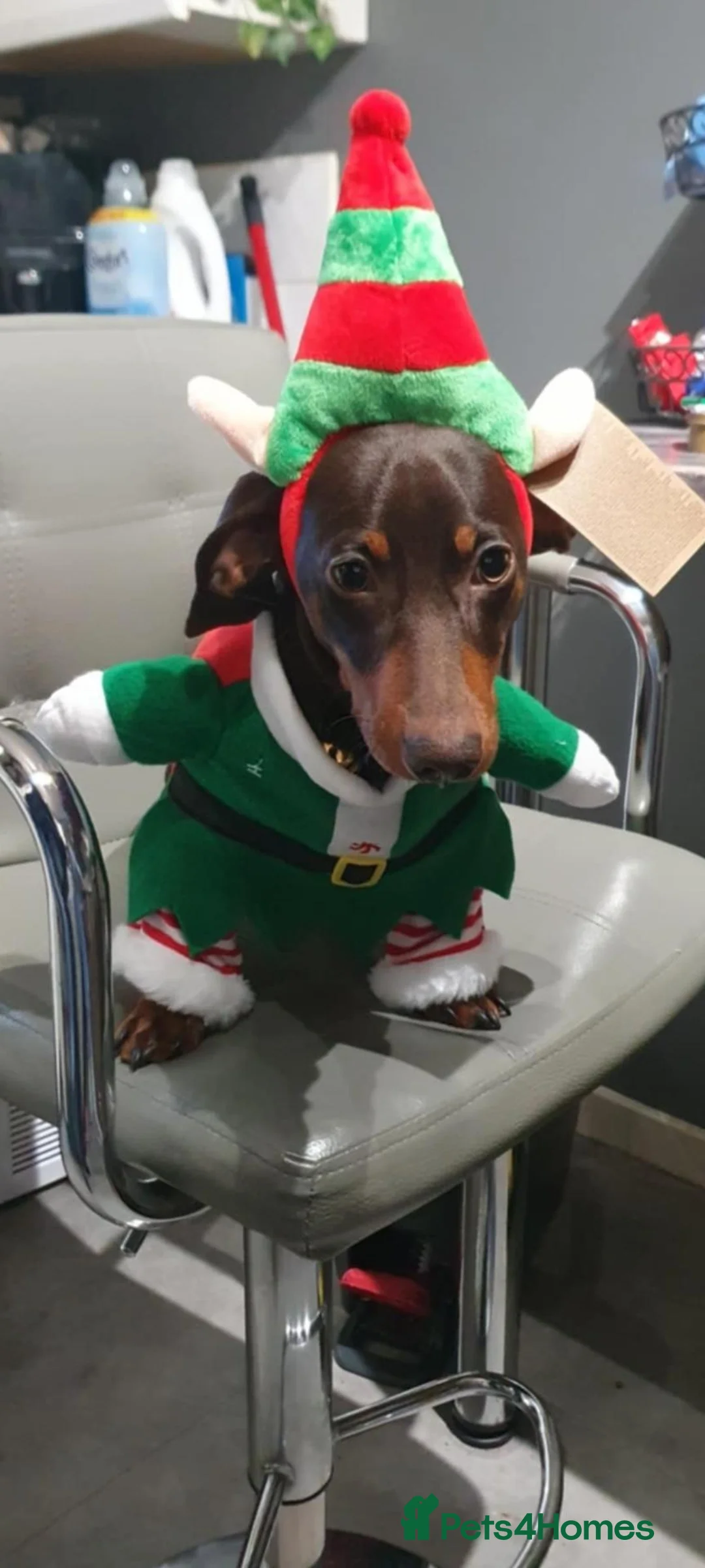 Miniature Dachshund dogs for sale: Rascal mini daushaund  - Advert 6