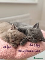 British Shorthair cats - Advert 14