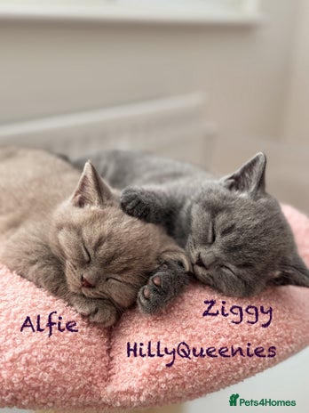 British Shorthair cats - Advert 2