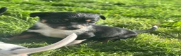 Jack Russell dogs for sale: jack Russel puppies for sale  - Advert 10