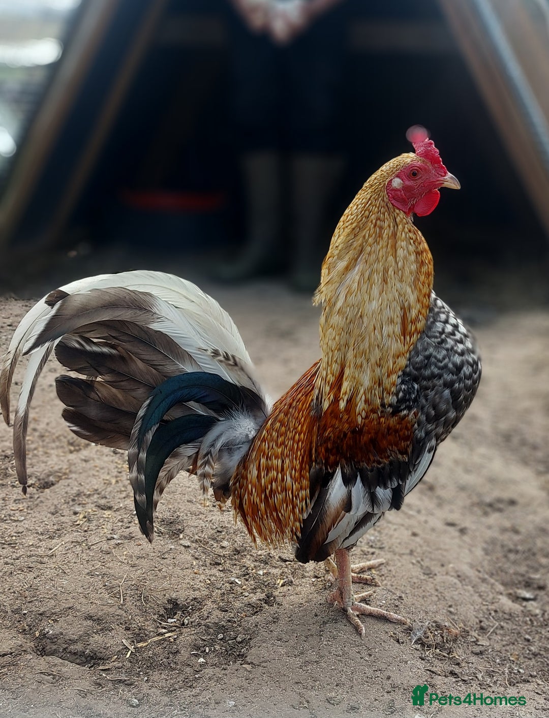 Chickens poultry for sale: Quad of Dom American Game Birds - Image 2