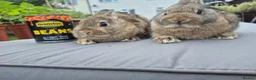 Netherland Dwarf rabbits for sale: Beautifull  netherland  babys - Advert 3