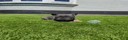 French Bulldog dogs for sale: Top Quality KC Registered French Bulldog 2x Micro  in Bournemouth - Advert 13