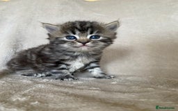 Ragdoll cats for sale: Ragdoll x  - Image 2
