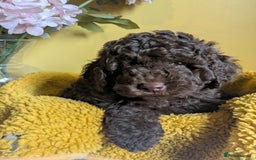 Cockapoo dogs for sale: Gorgeous Cockapoo puppies - Image 14