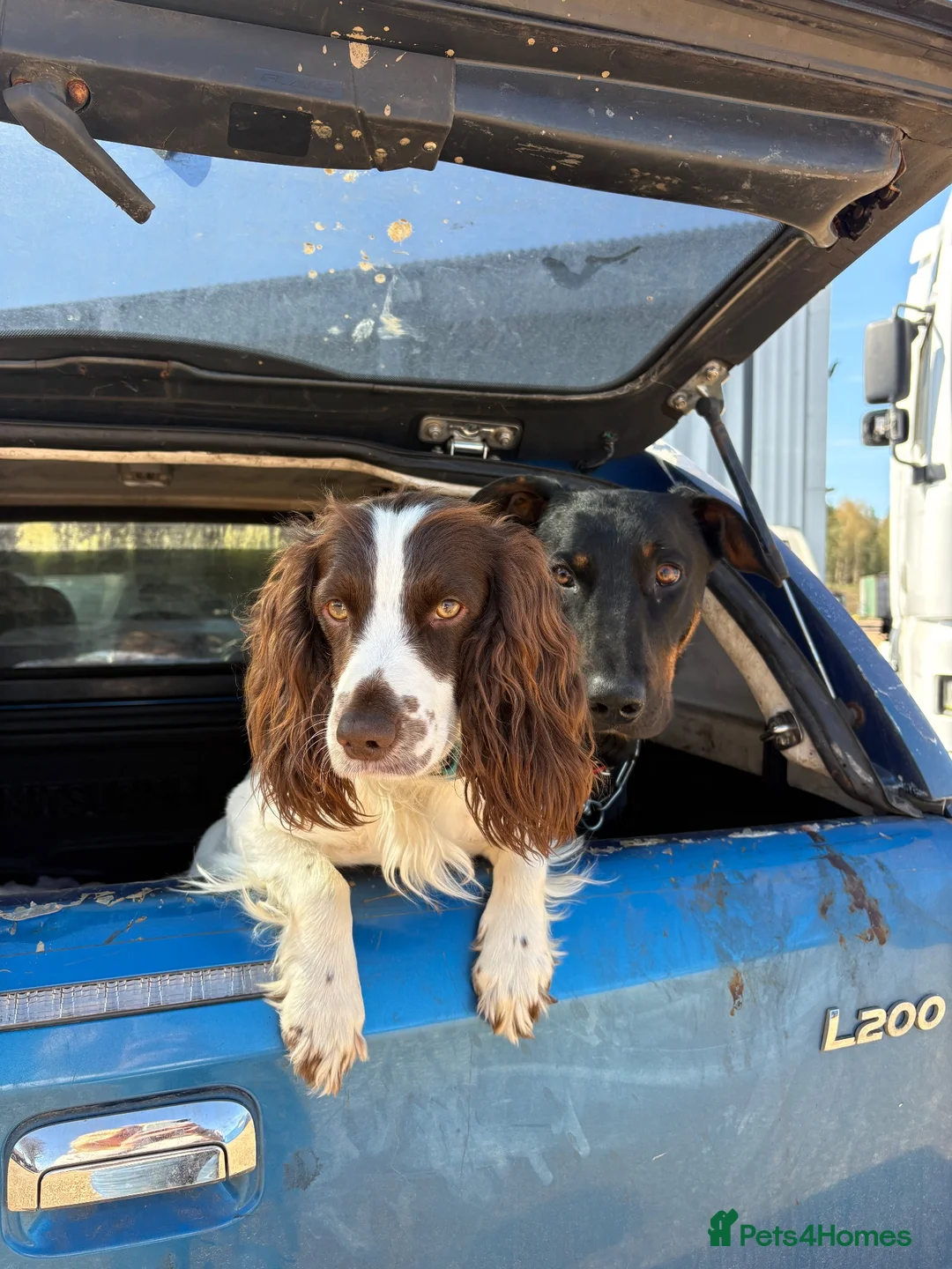 Cocker Spaniel dogs for stud: Working cocker for stud. in Newmarket - Advert 1