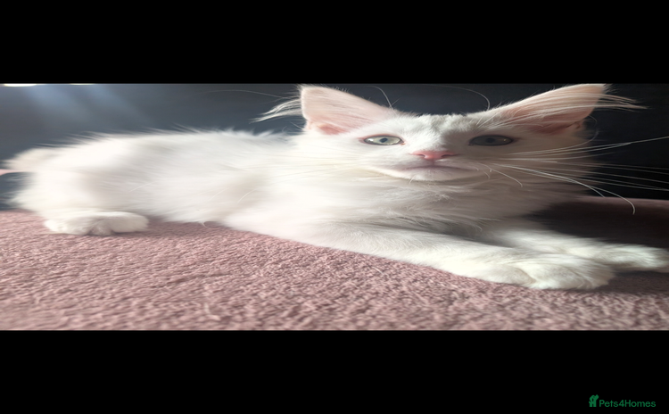 Maine Coon cats - Advert 4