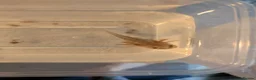 Angelfish fish for sale: Axalotls  in Tonbridge - Advert 4