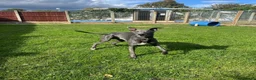 Whippet dogs for stud: KC Registered Blue Whippet for Stud - Advert 4