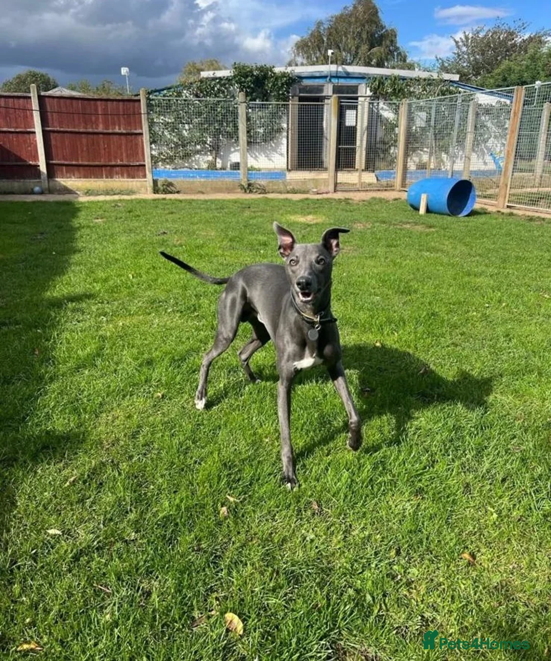 Whippet dogs for stud: KC Registered Blue Whippet for Stud - Advert 4