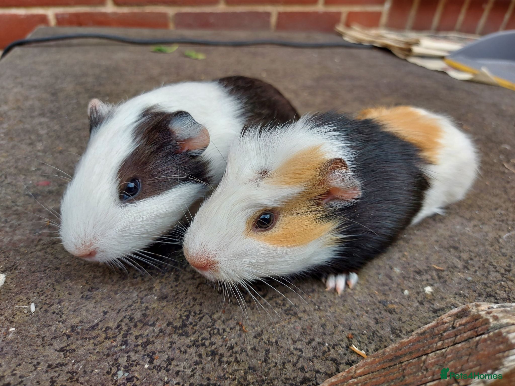 Guinea Pig rodents Baby Guinea Pigs  - Advert 11