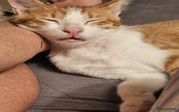 Mixed Breed cats for sale: Blissful Burreto  - Image 3