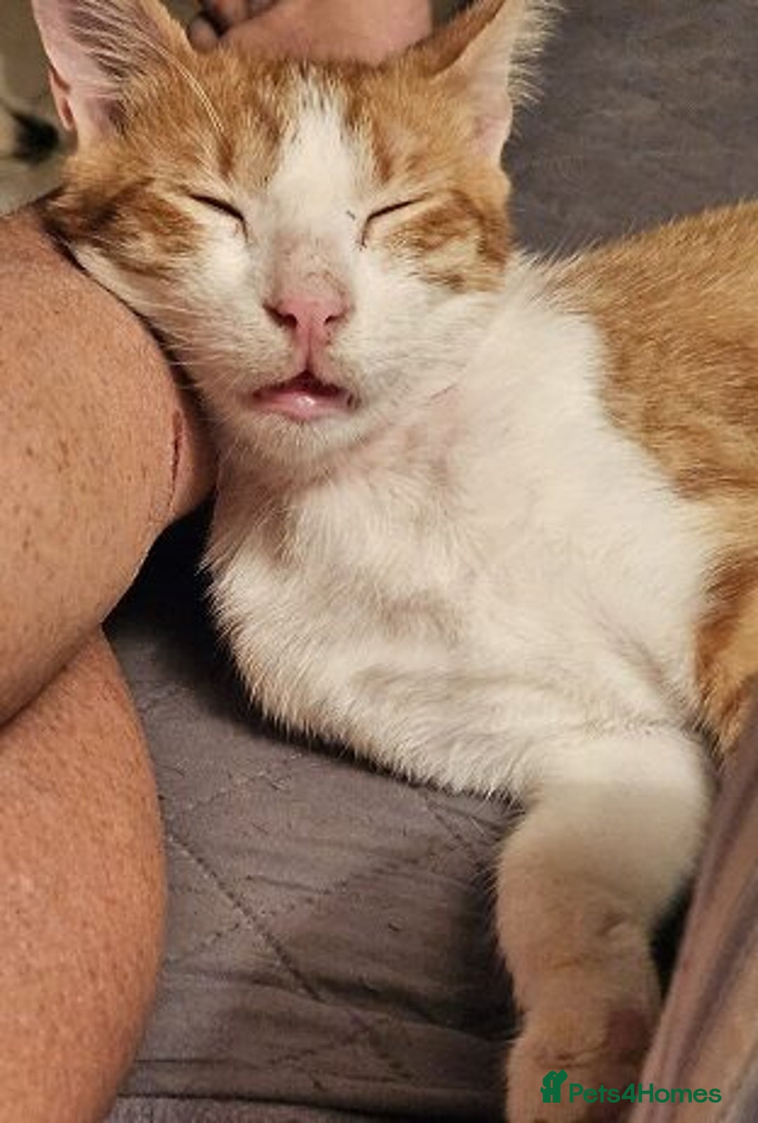 Mixed Breed cats for sale: Blissful Burreto  - Image 3