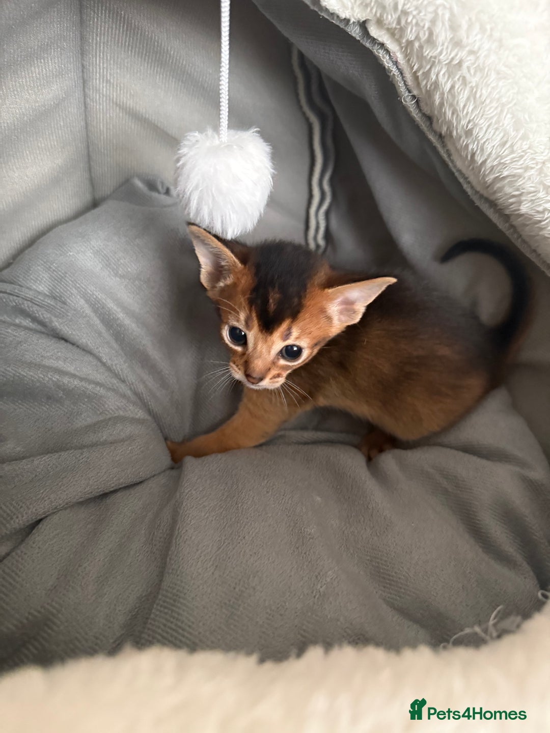 Abyssinian cats for sale: GCCF registered beautiful Abyssinian kittens  - Image 13