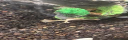 Other/Mixed Breed fish for sale: Albino aquatic Dwarf frog  in Nottingham - Advert 2