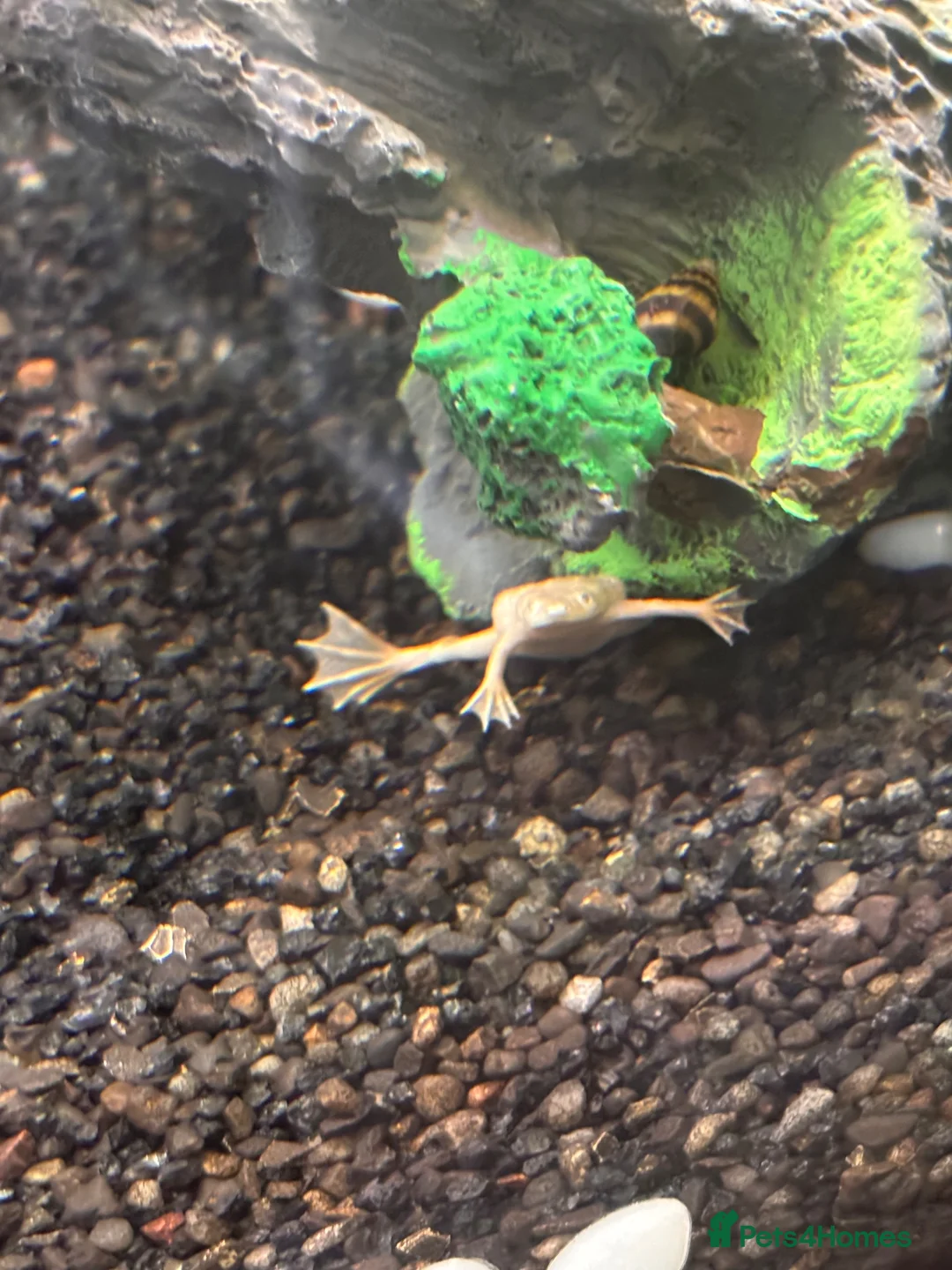 Other/Mixed Breed fish for sale: Albino aquatic Dwarf frog  in Nottingham - Advert 2