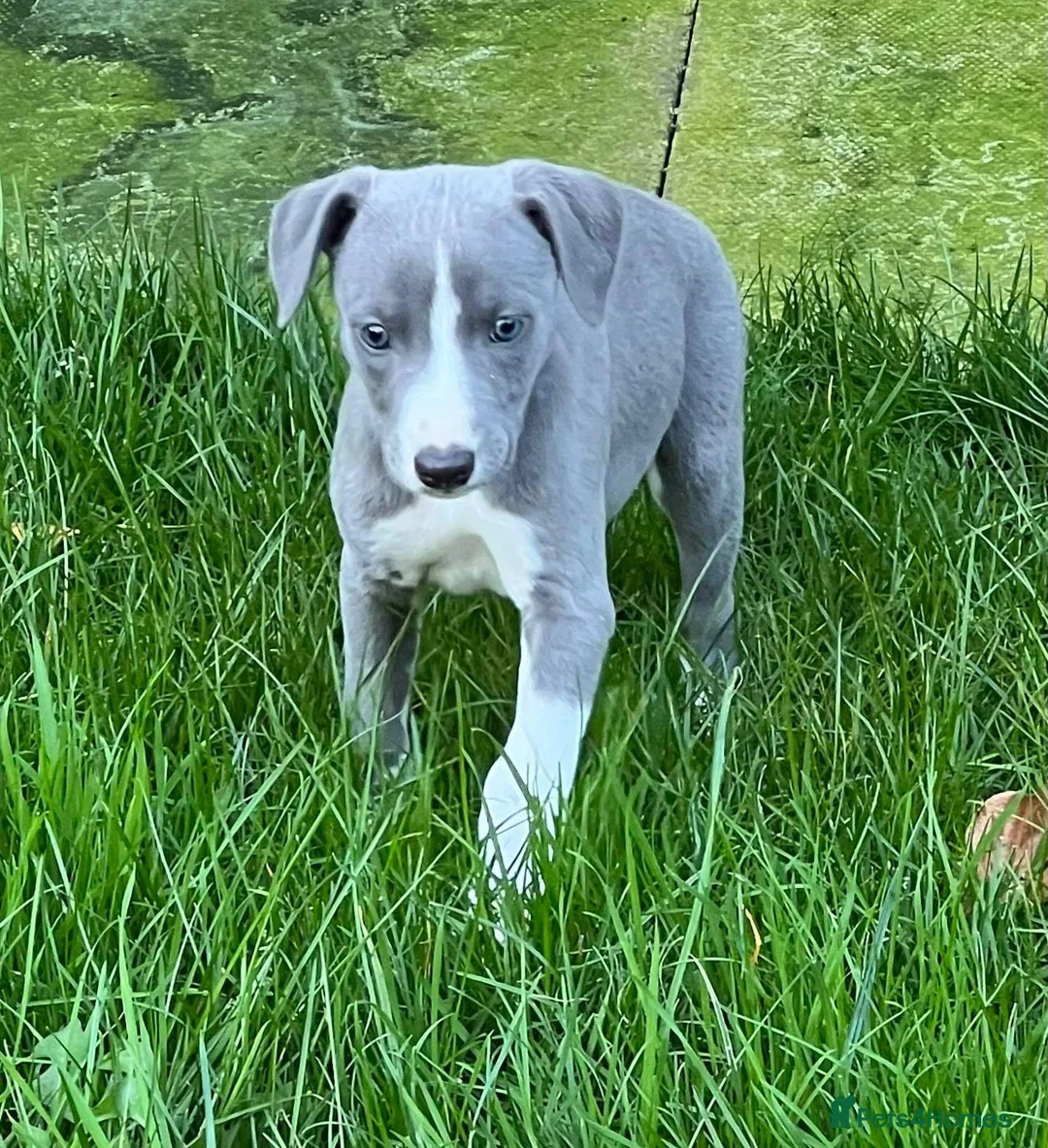 Whippet dogs for stud: 2 KC whippet for stud,both heart tested clear in Bishop Auckland - Advert 22