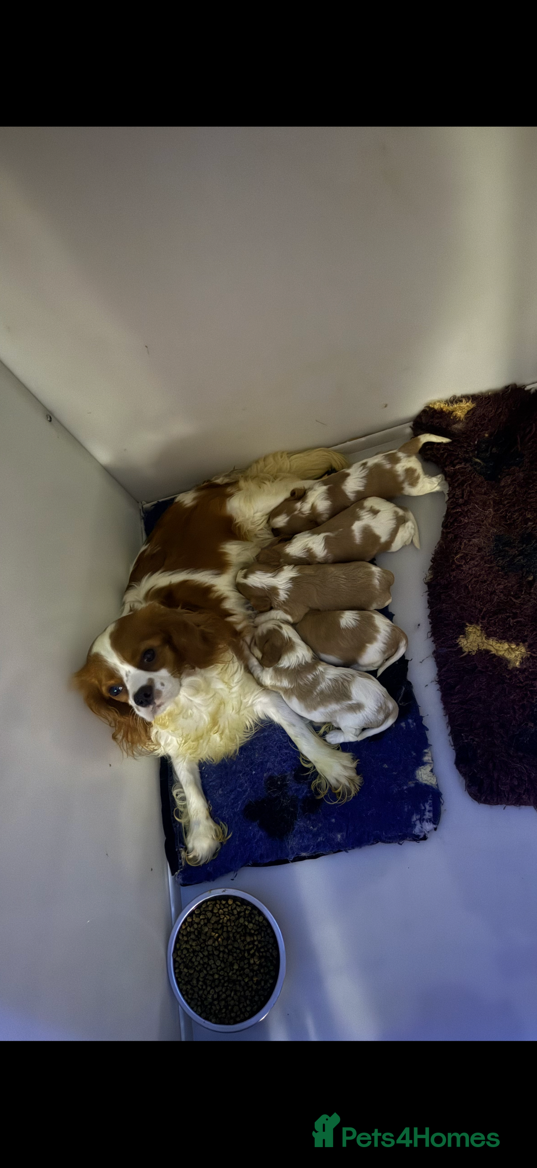 Cavalier King Charles Spaniel dogs for sale: DNA Kc reg cavalier King Charles puppies for sale  - Image 1