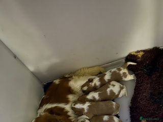 Cavalier King Charles Spaniel dogs - Advert 4