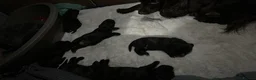 Cocker Spaniel dogs for sale: Choc cockers spaniel in Woking - Advert 16