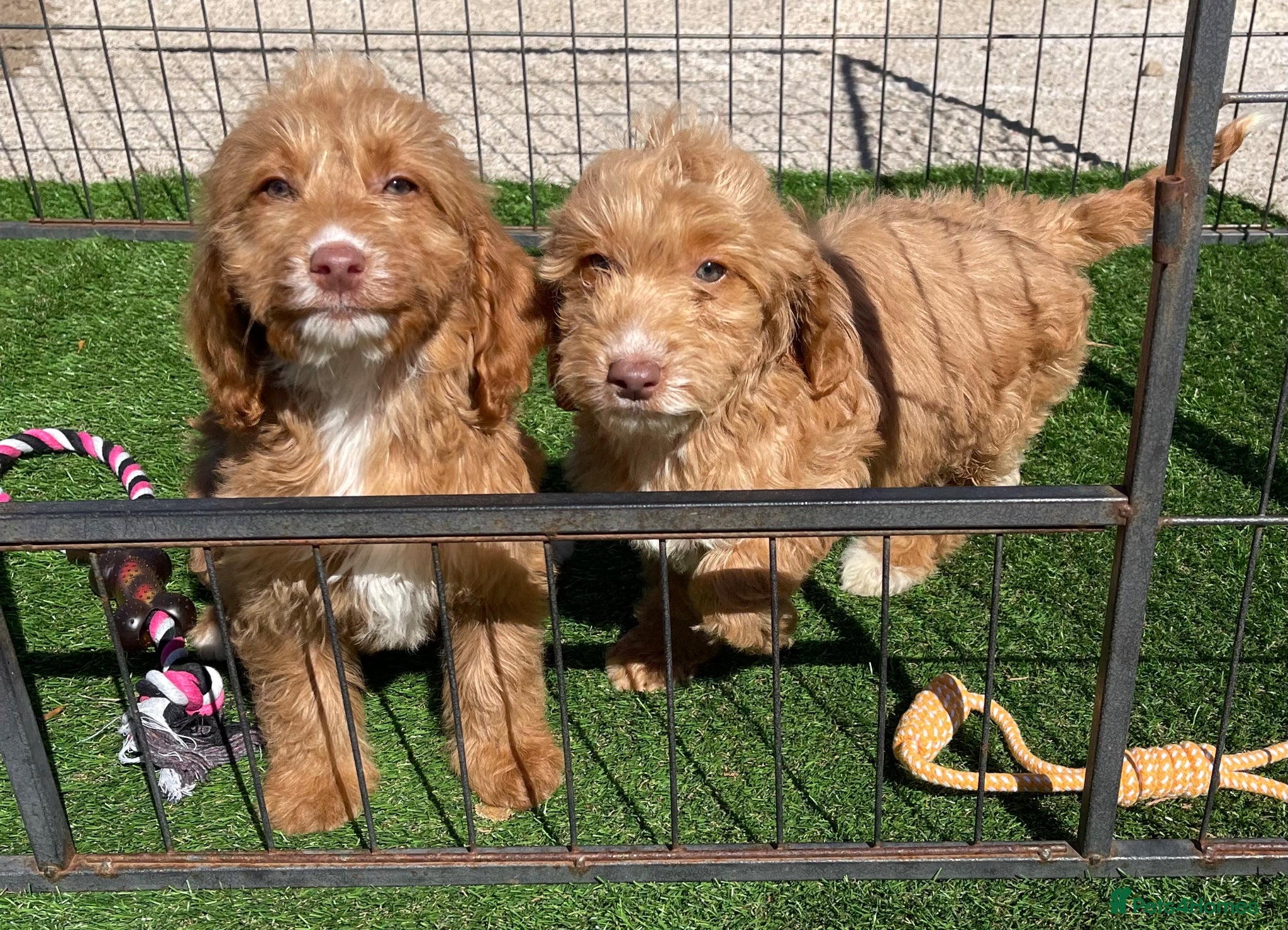 Cockapoo dogs Beautiful F1 cockapoo pups NOW READY - Advert 1