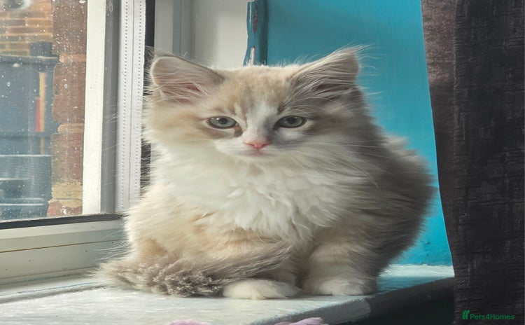 Ragdoll cats - Advert 9