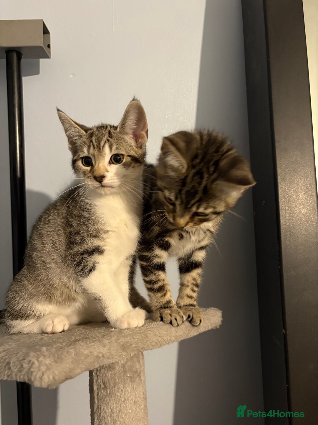 Mixed Breed cats for sale: Beautiful kittens awaiting their forever homes ❤️ - Advert 4