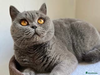 British Shorthair cats Beautiful BSH blue female cat - Advert 4