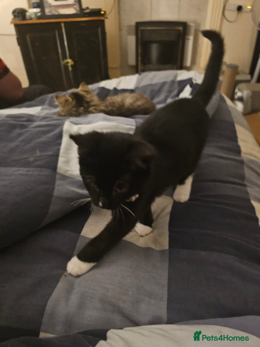 Bengal cats for sale: kitten for free  - Image 1