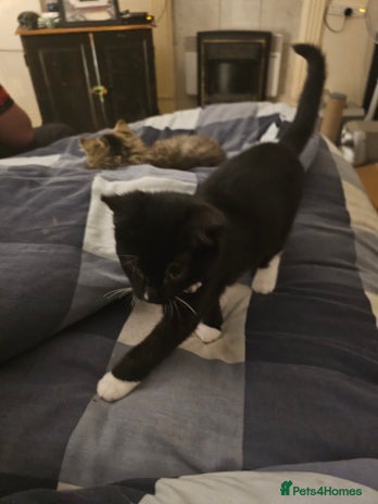 Bengal cats - Advert 7