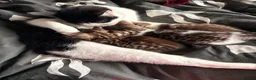 Mixed Breed cats for sale: Turkish van x American wire hair  - Advert 1