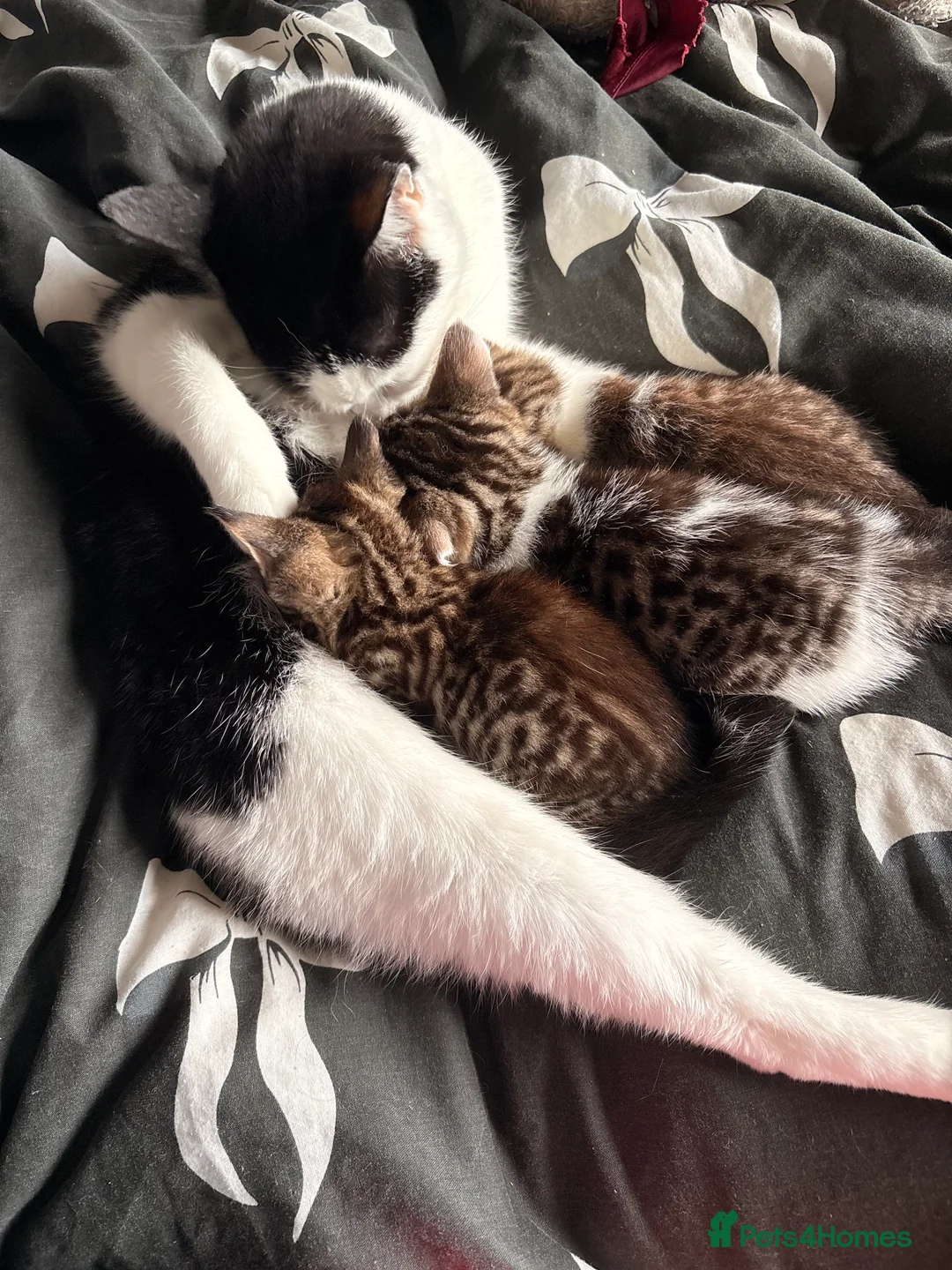 Mixed Breed cats for sale: Turkish van x American wire hair  - Advert 1