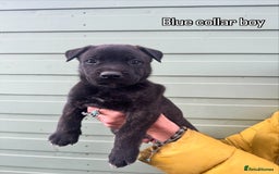 Mixed Breed dogs for sale: Stunning bullherder pups  - Image 13