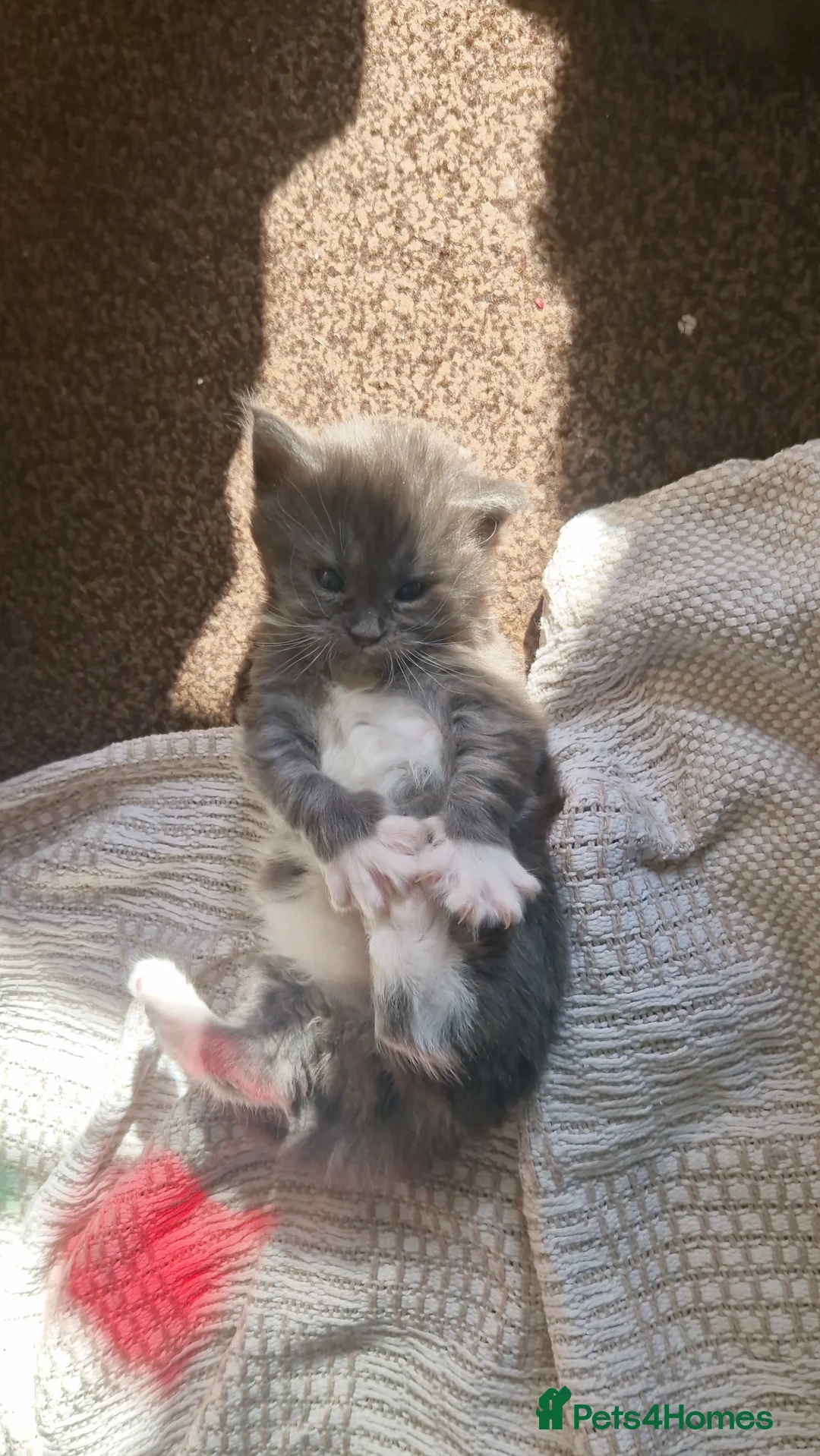 Maine Coon cats for sale: 2 Maine Coone Kittens for sale - Advert 15