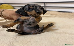 Miniature Dachshund dogs for sale: Miniature Dachshund KC ready now  - Image 14
