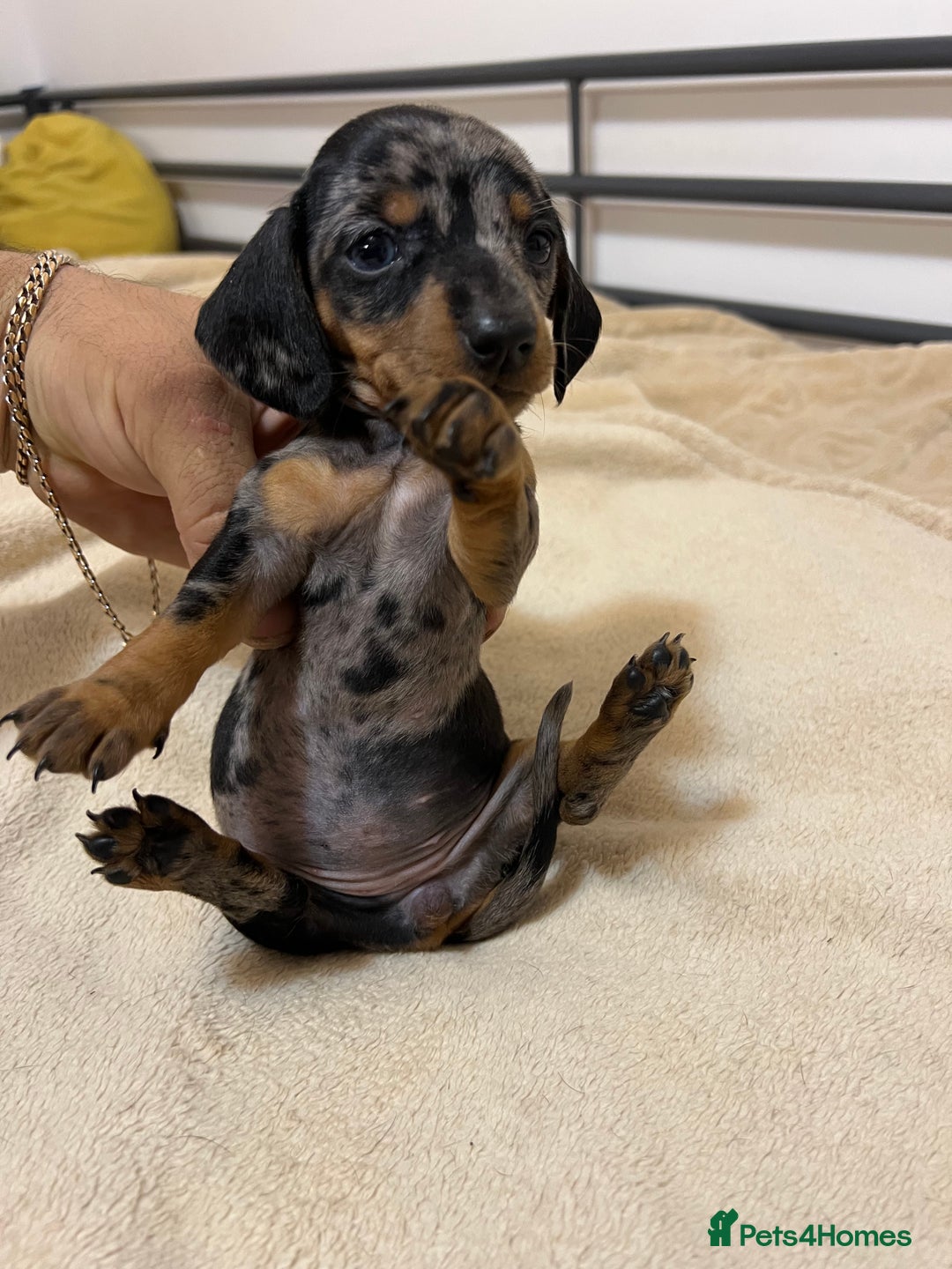 Miniature Dachshund dogs for sale: Miniature Dachshund KC ready now  - Image 14