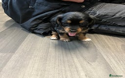 Jackapoo dogs for sale: Adorable Jackapoo puppies for sale !!!! - Image 23