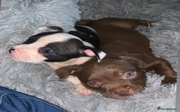 American Bully dogs for sale: pocket bully pups looking for there forever home  - Image 18