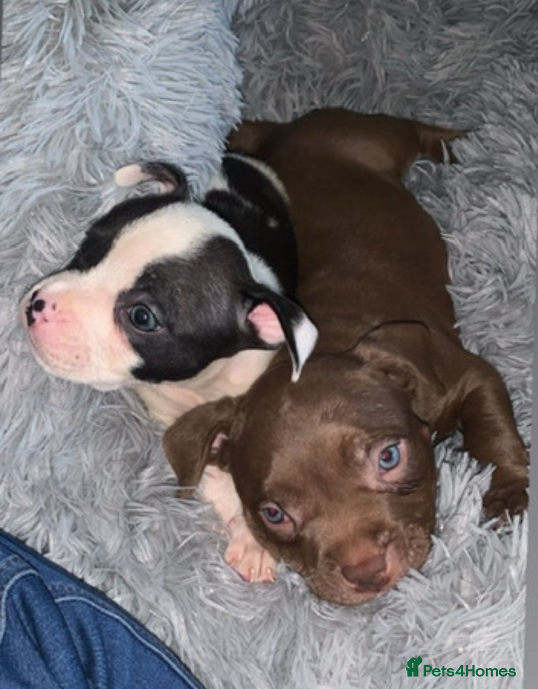 American Bully dogs for sale: pocket bully pups looking for there forever home  - Image 18