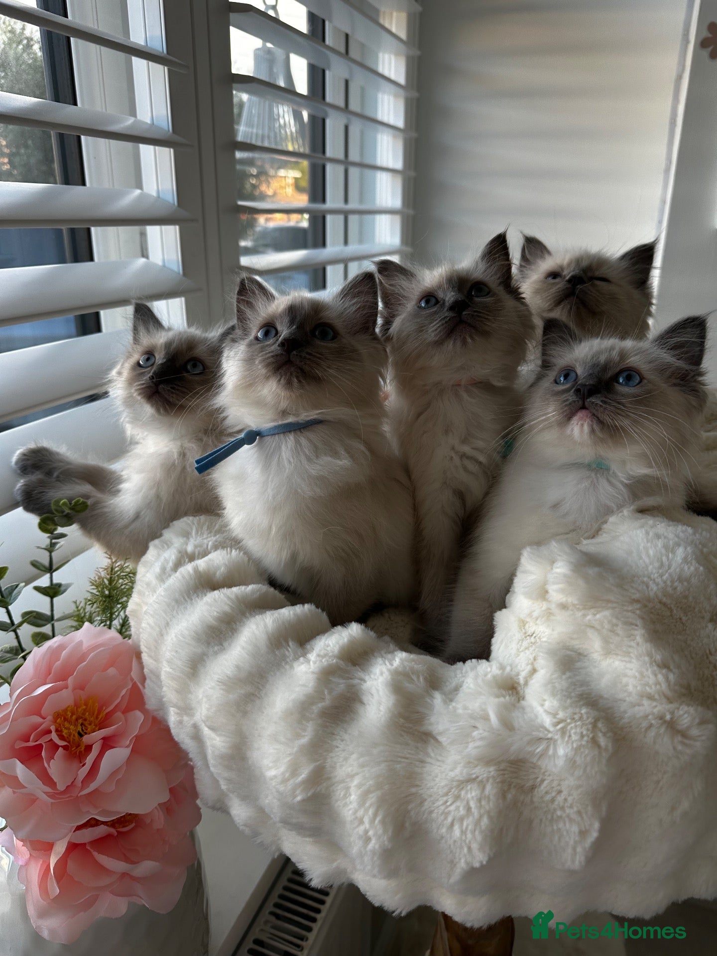 Ragdoll cats for sale: Unbelievable Blue ragdoll babies ! Ready to go  - Advert 1