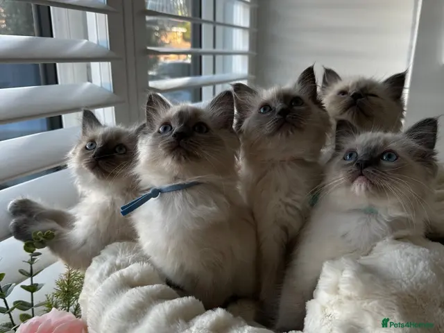 Ragdoll cats for sale: Unbelievable Blue ragdoll babies ! Ready to go - Advert 1