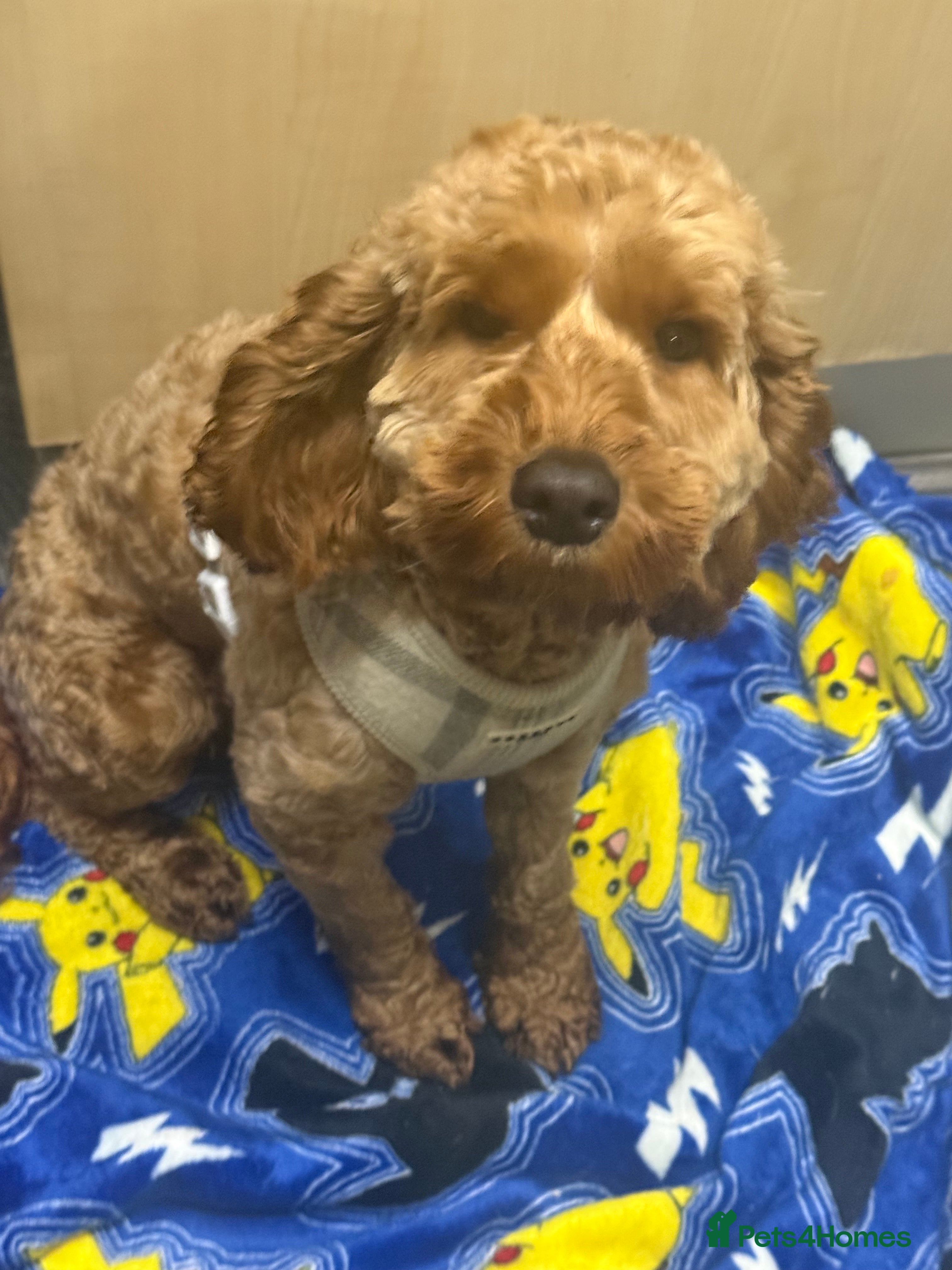 Cockapoo dogs Cockapoo  - Advert 2