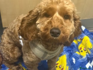 Cockapoo dogs Cockapoo - Advert 12