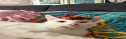 Khao Manee cats for sale: Rehome for my girl, not sale. - Advert 6