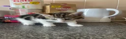 Mixed Breed cats for sale: Cute mixed kittens calico  - Advert 22