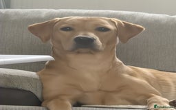 Labrador Retriever dogs for sale: Beautiful lab, dna tested 100% labrador retriever - Advert 2