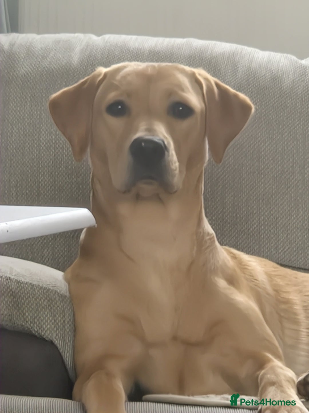 Labrador Retriever dogs for sale: Beautiful lab, dna tested 100% labrador retriever - Advert 2